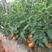 大红果西红柿苗，散苗跟穴盘苗，基地直供保质保量