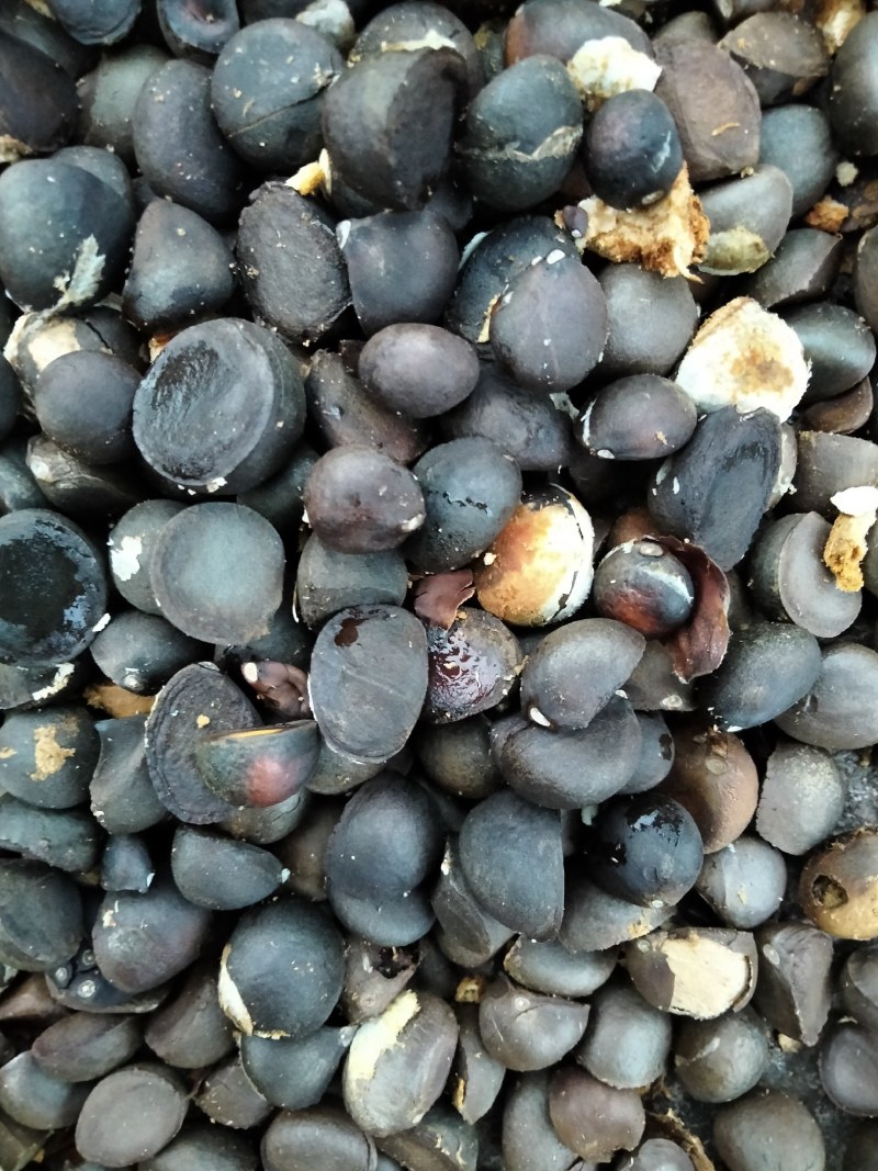 野山茶果干籽，红花茶果，红花油茶果，大量批发零售，