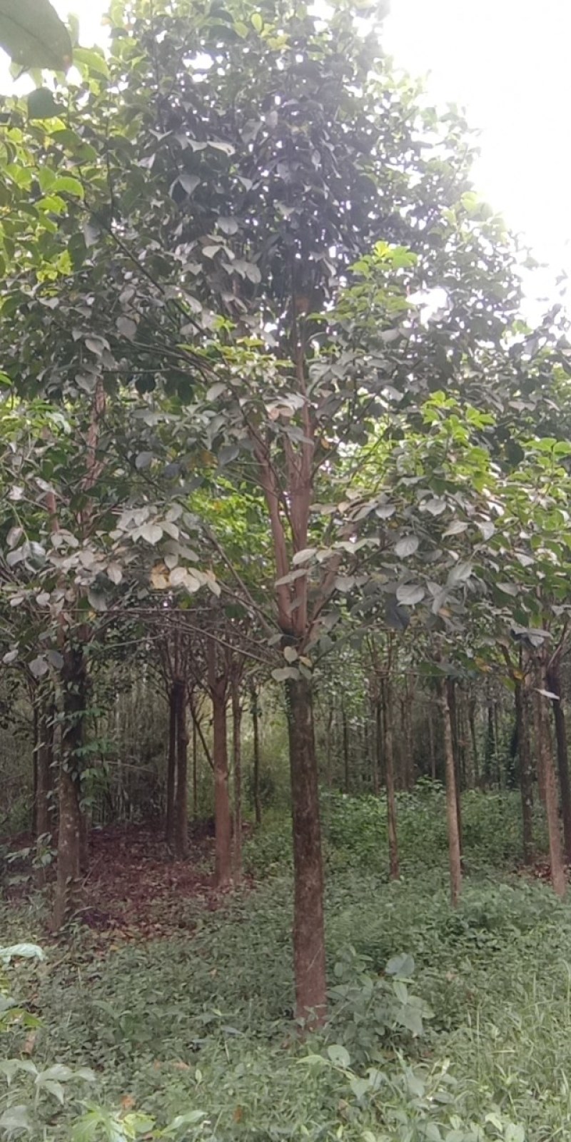 清理三十多亩秋风树长期供应冠幅一至四米