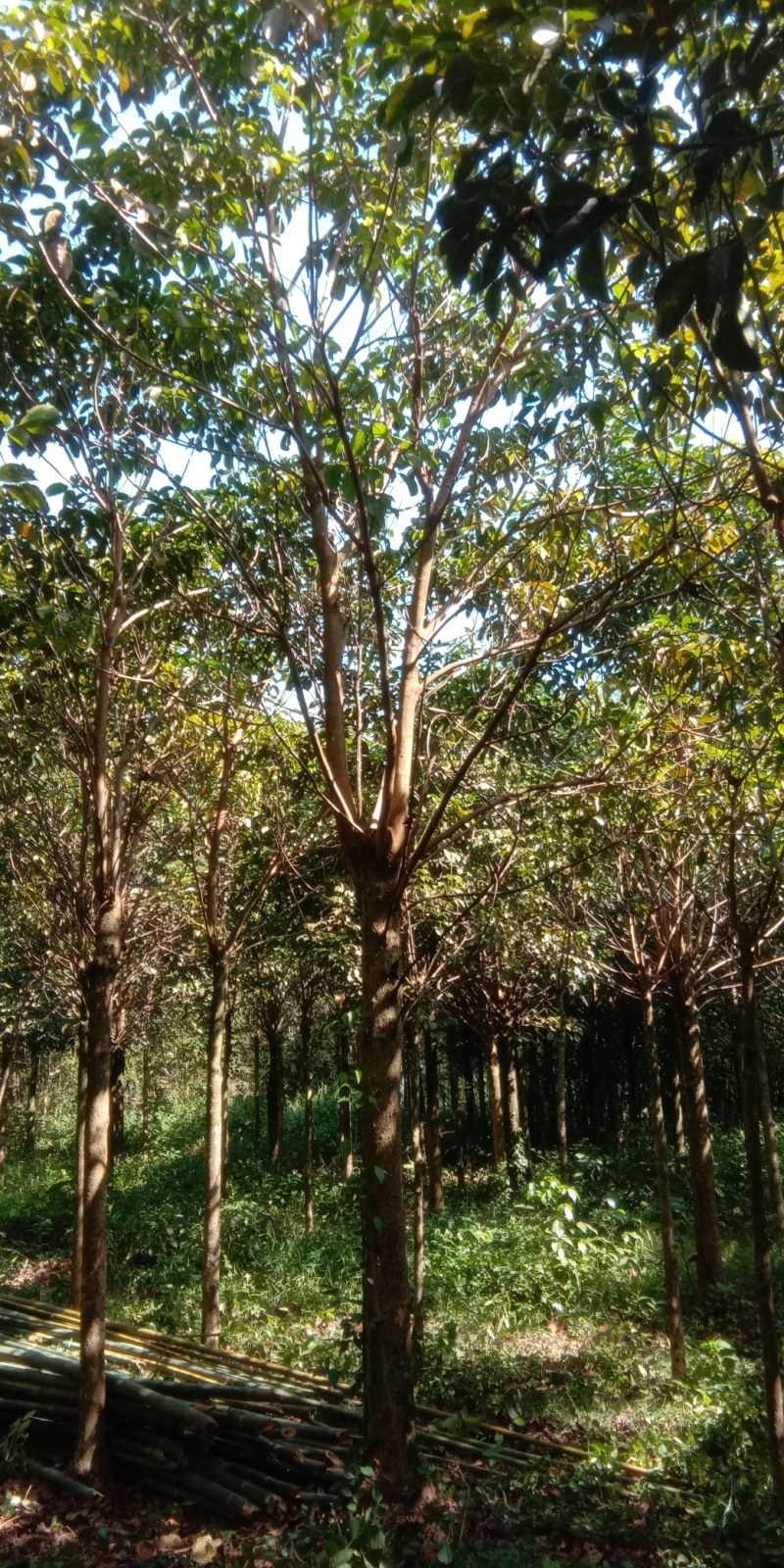 清理三十多亩秋风自己种的秋风长期供应