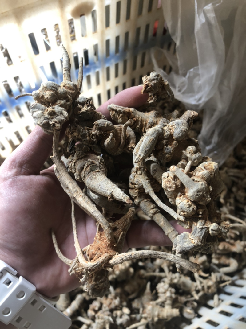 云南文山三七全枝三七无修剪可当野生三七