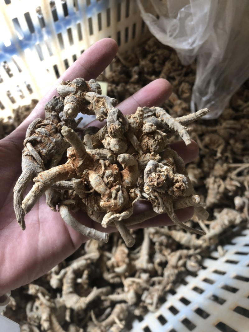 云南文山三七全枝三七无修剪可当野生三七
