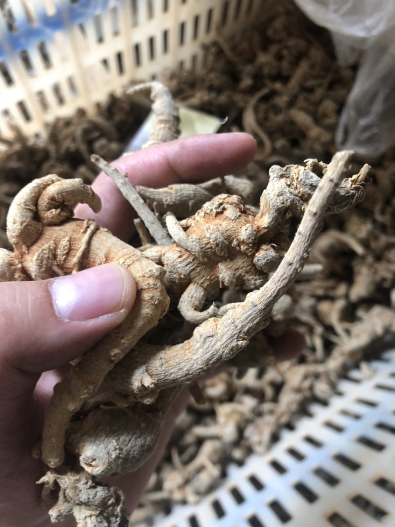 云南文山三七全枝三七无修剪可当野生三七