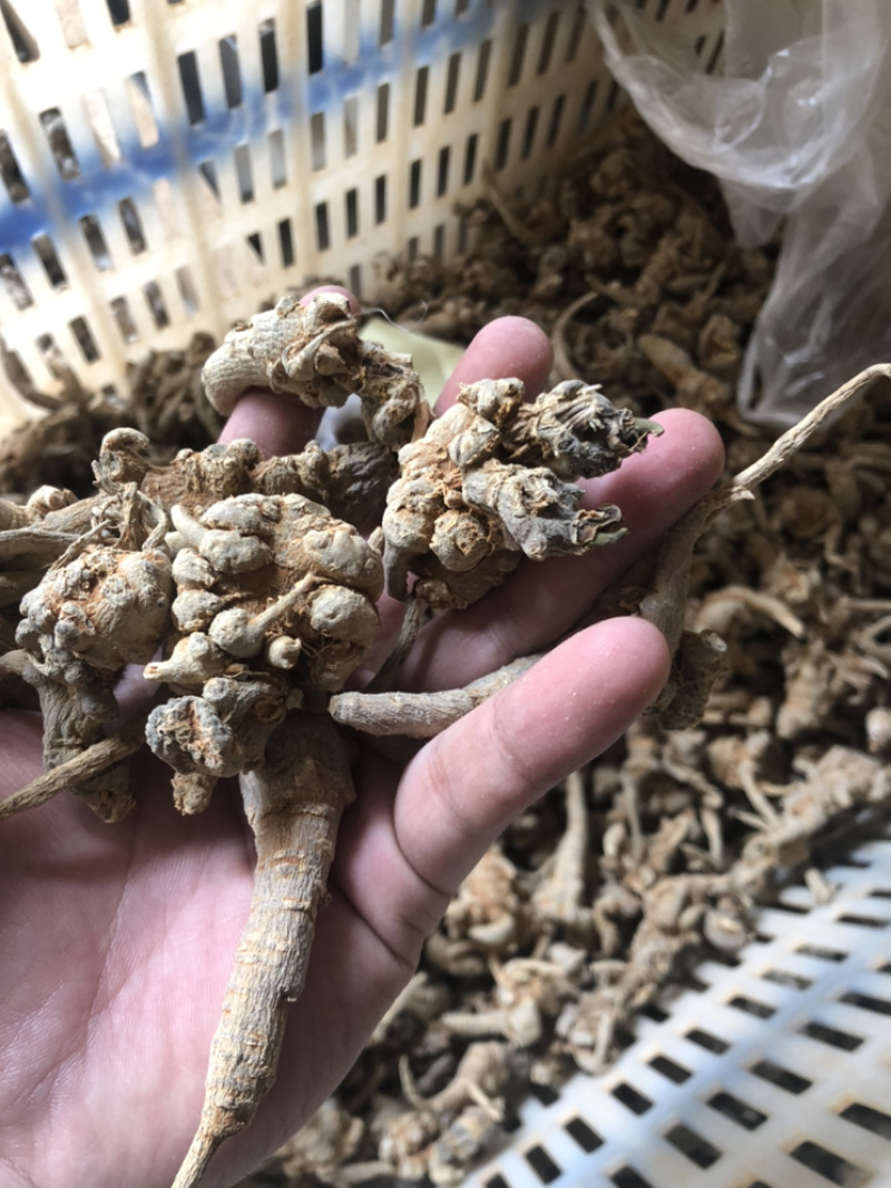 云南文山三七全枝三七无修剪可当野生三七