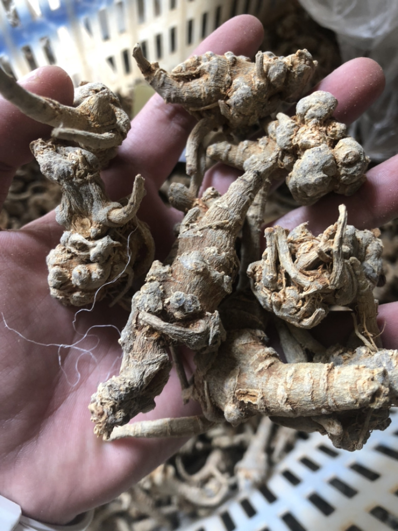 云南文山三七全枝三七无修剪可当野生三七