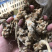 云南文山三七全枝三七无修剪可当野生三七