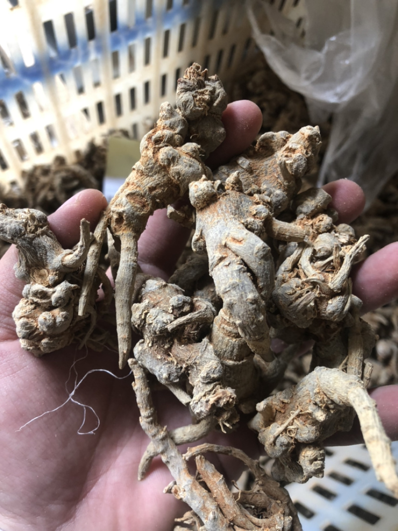 云南文山三七全枝三七无修剪可当野生三七