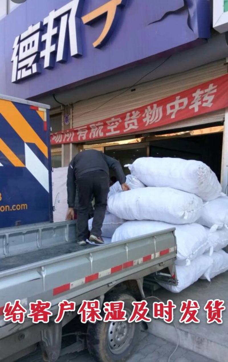 【火爆推荐】阳光玫瑰葡萄苗香印晴王卖疯了甜掉牙包邮