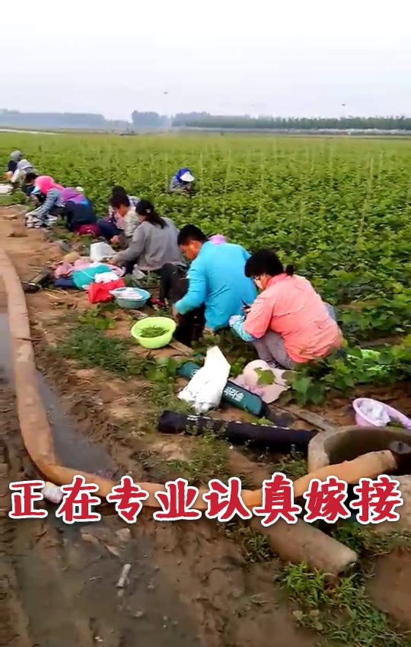 【火爆推荐】阳光玫瑰葡萄苗香印晴王卖疯了甜掉牙包邮
