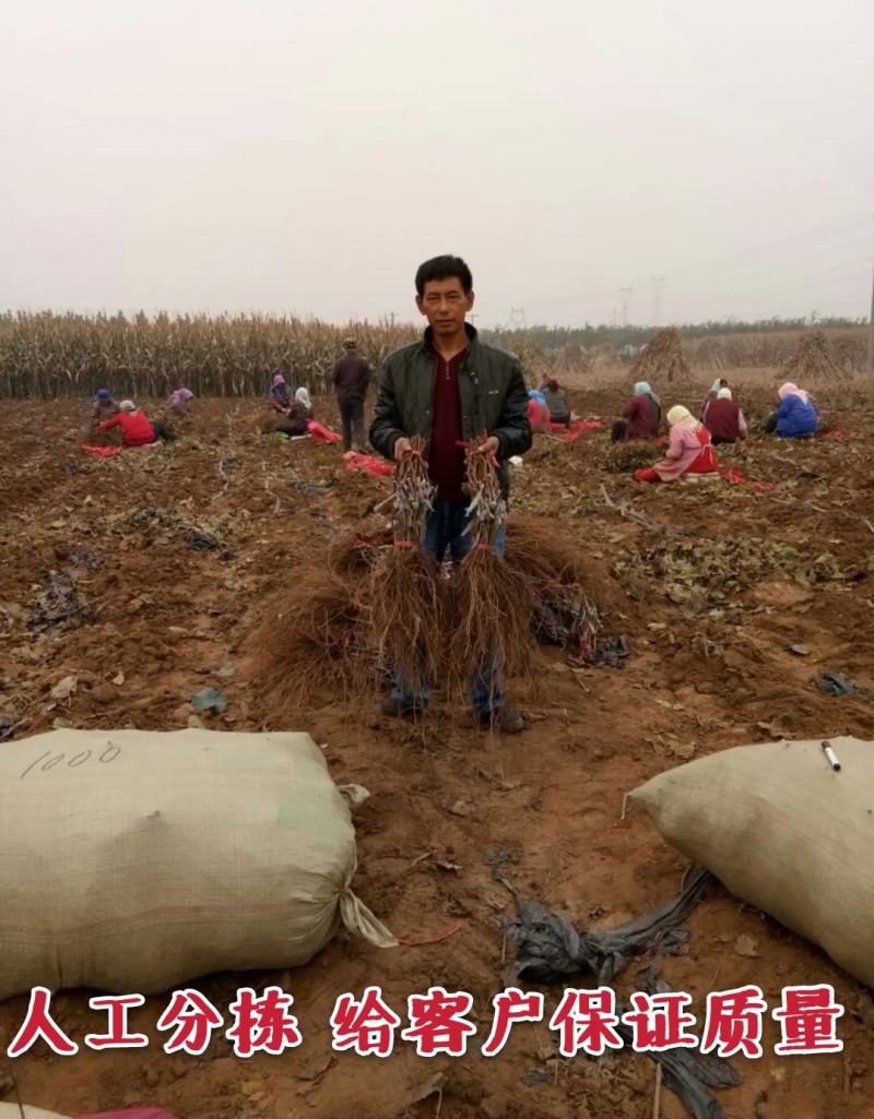 【火爆推荐】阳光玫瑰葡萄苗香印晴王卖疯了甜掉牙包邮