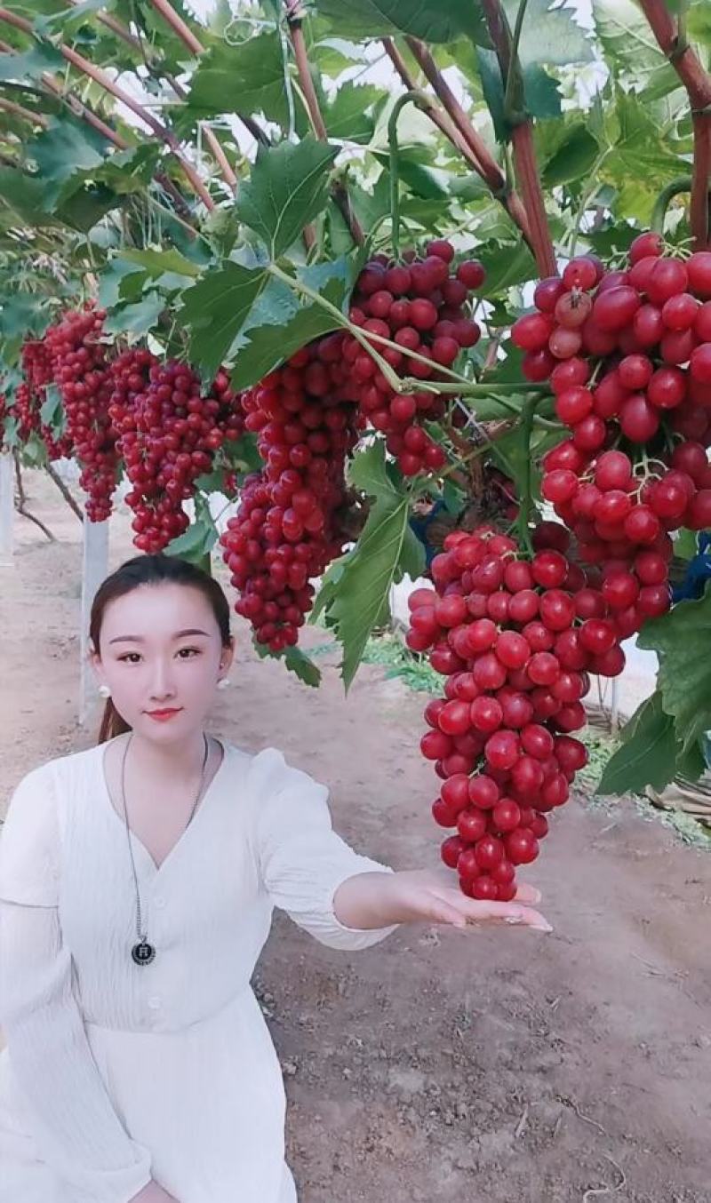 【好货】中国红玫瑰葡萄苗自然无核改良新品阳光玫瑰苗