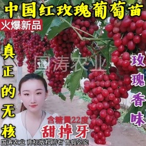 【好货】中国红玫瑰葡萄苗自然无核改良新品阳光玫瑰苗