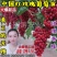 【好货】中国红玫瑰葡萄苗自然无核改良新品阳光玫瑰苗