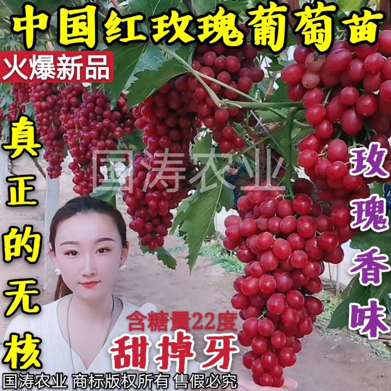 【好货】中国红玫瑰葡萄苗自然无核改良新品阳光玫瑰苗
