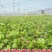 【好货】中国红玫瑰葡萄苗自然无核改良新品阳光玫瑰苗