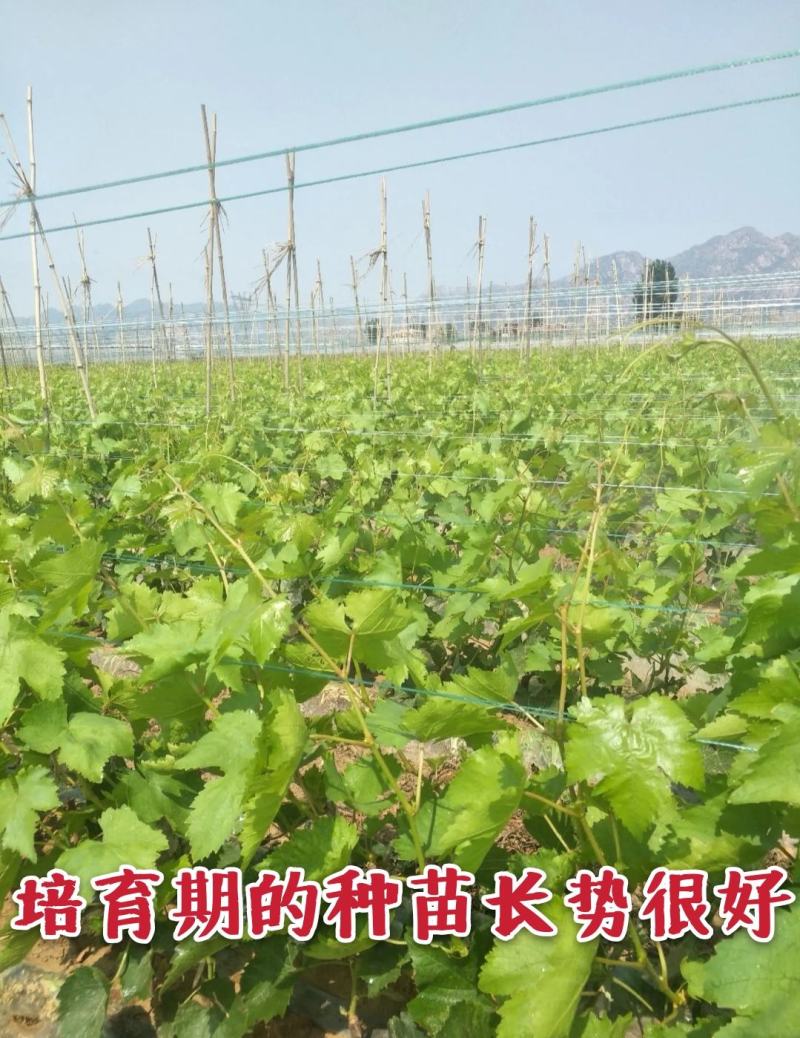 【好货】中国红玫瑰葡萄苗自然无核改良新品阳光玫瑰苗
