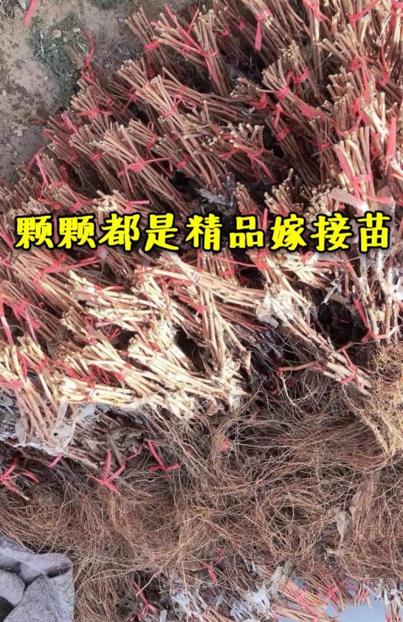 【好货】中国红玫瑰葡萄苗自然无核改良新品阳光玫瑰苗