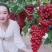 【好货】中国红玫瑰葡萄苗自然无核改良新品阳光玫瑰苗