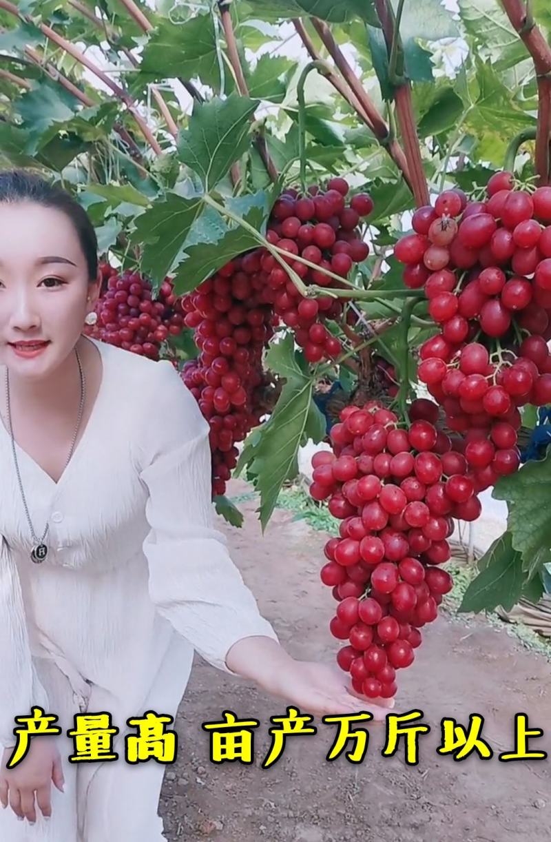 【好货】中国红玫瑰葡萄苗自然无核改良新品阳光玫瑰苗