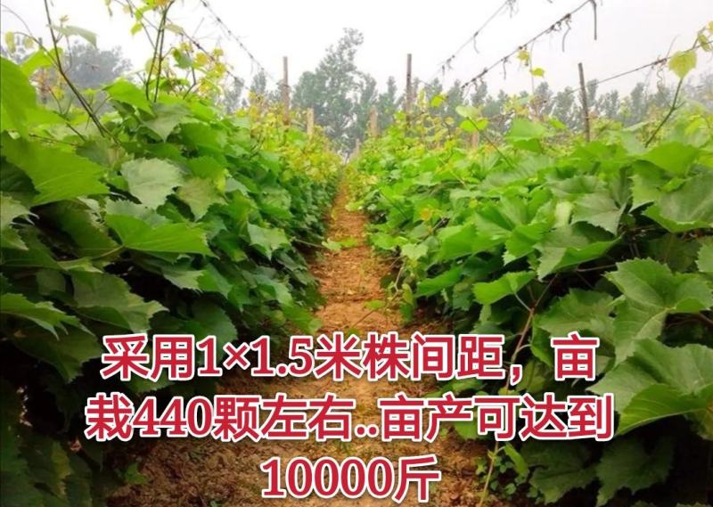 【好货】中国红玫瑰葡萄苗自然无核改良新品阳光玫瑰苗