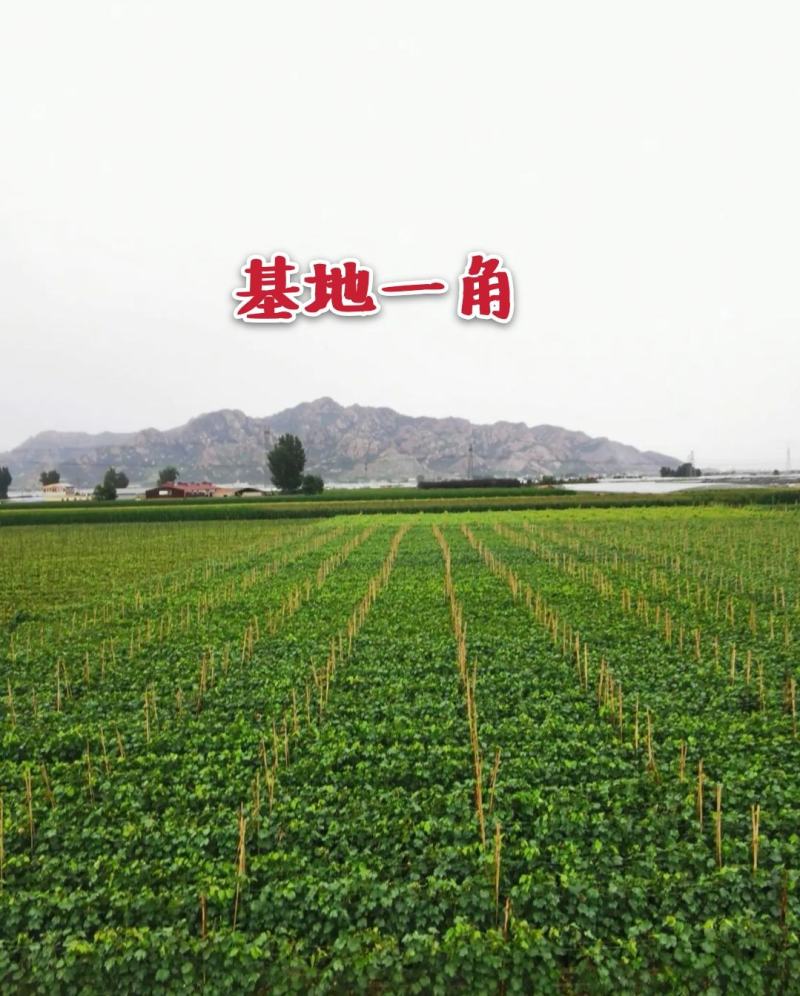 【好货】中国红玫瑰葡萄苗自然无核改良新品阳光玫瑰苗