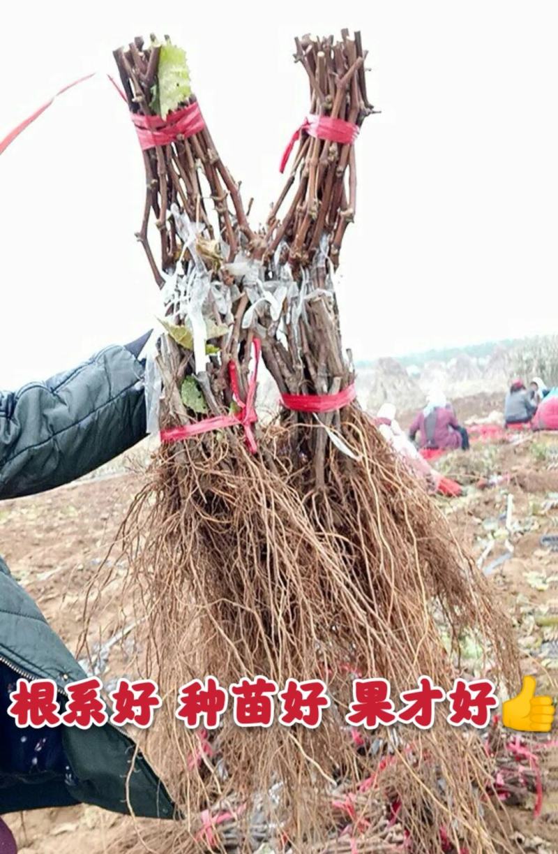 【好货】中国红玫瑰葡萄苗自然无核改良新品阳光玫瑰苗