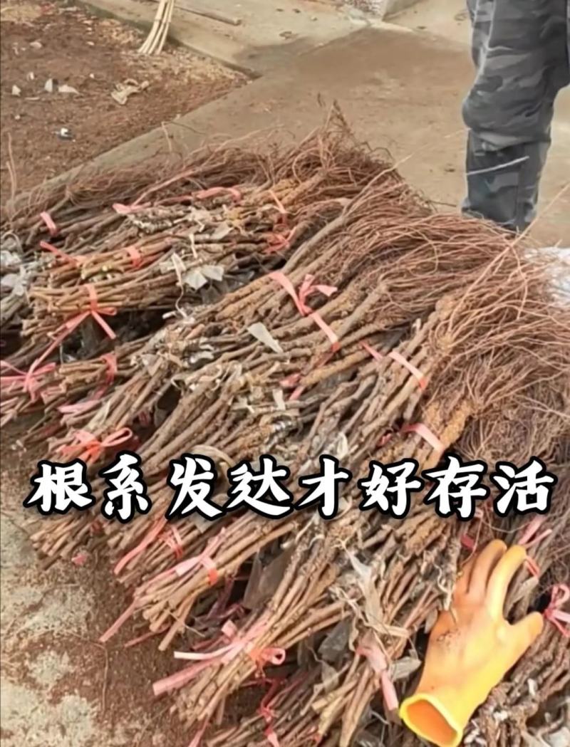 【好货】中国红玫瑰葡萄苗自然无核改良新品阳光玫瑰苗