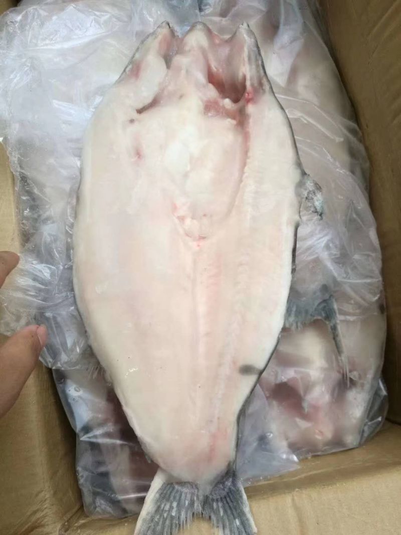 巴沙鱼，巴沙鱼腩，巴沙鱼柳！有需要可联系