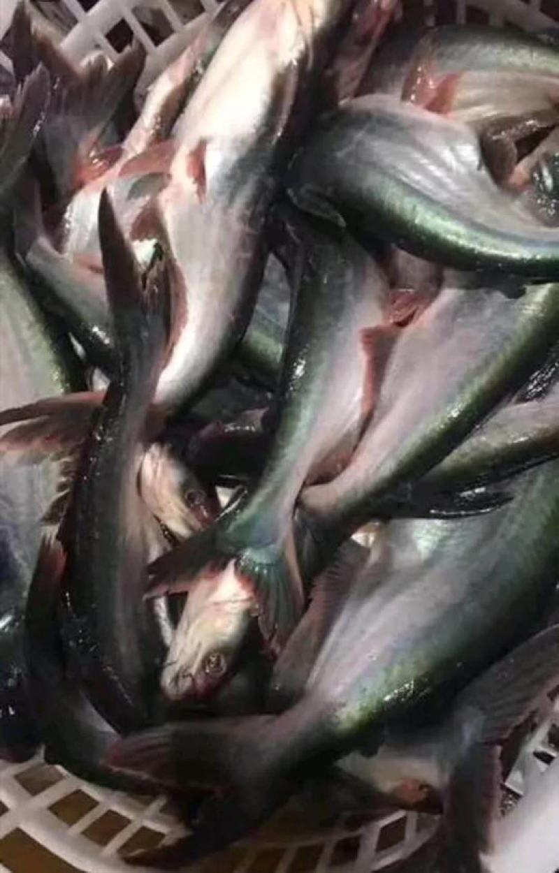 巴沙鱼，巴沙鱼腩，巴沙鱼柳！有需要可联系