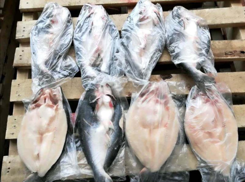 巴沙鱼，巴沙鱼腩，巴沙鱼柳！有需要可联系