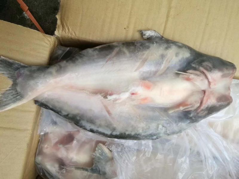 巴沙鱼，巴沙鱼腩，巴沙鱼柳！有需要可联系