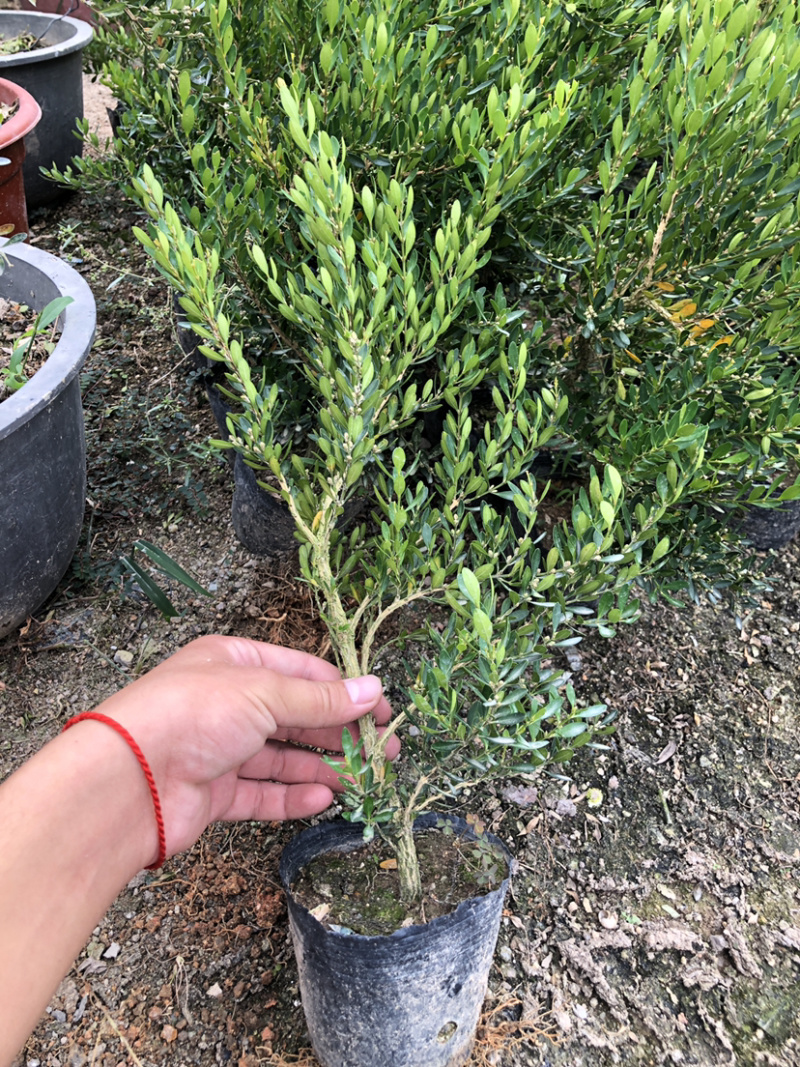 小叶雀舌黄杨杯苗大量批发30厘米高度