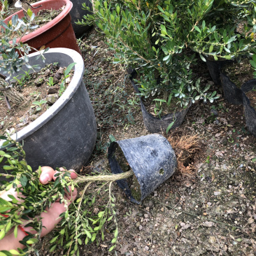 小叶雀舌黄杨杯苗大量批发30厘米高度