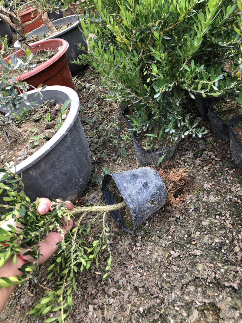 小叶雀舌黄杨杯苗大量批发30厘米高度