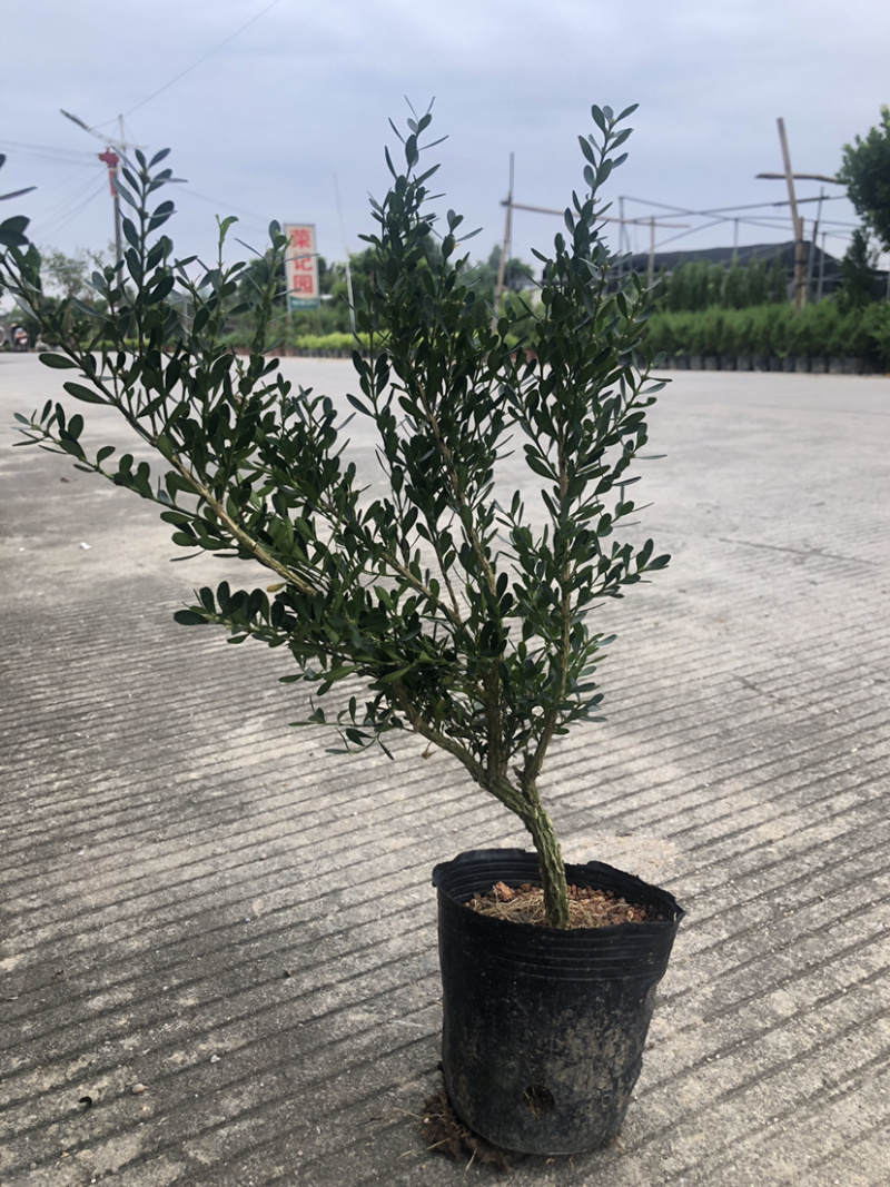 小叶雀舌黄杨杯苗大量批发30厘米高度