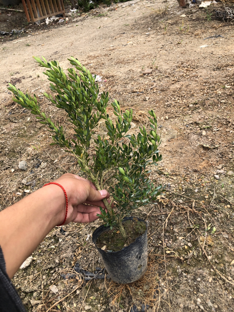 小叶雀舌黄杨杯苗大量批发30厘米高度