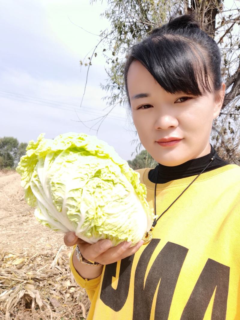娃娃菜，大量有货，质量保证