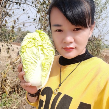 娃娃菜，大量有货，质量保证