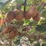 自家种直徐香猕猴桃营养