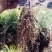 辽宁樟子松1～2年生裸根苗，基地直销。。。