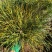 辽宁樟子松1～2年生裸根苗，基地直销。。。