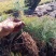 辽宁樟子松1～2年生裸根苗，基地直销。。。