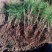 辽宁樟子松1～2年生裸根苗，基地直销。。。