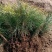 辽宁樟子松1～2年生裸根苗，基地直销。。。