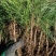 辽宁樟子松1～2年生裸根苗，基地直销。。。