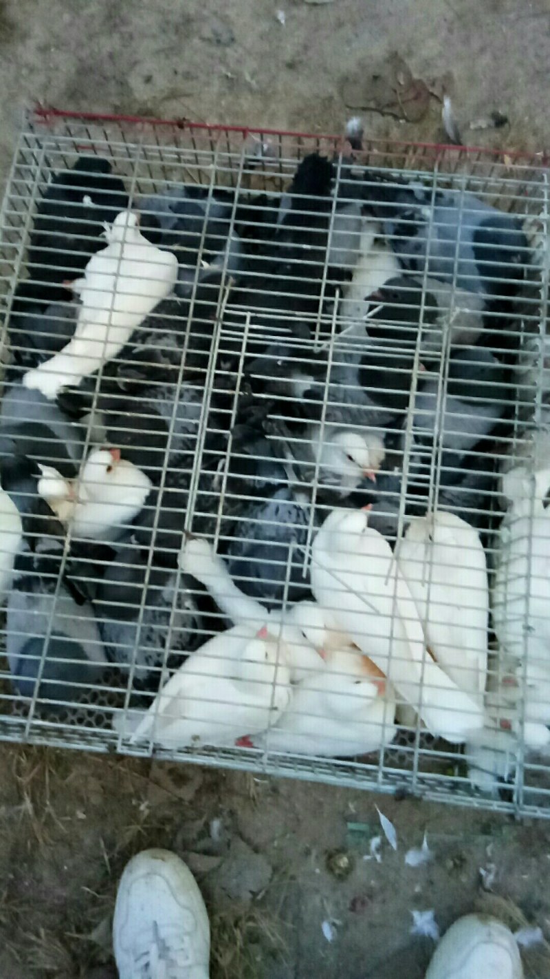 常年出售乳鸽，质量放心，量大从优，