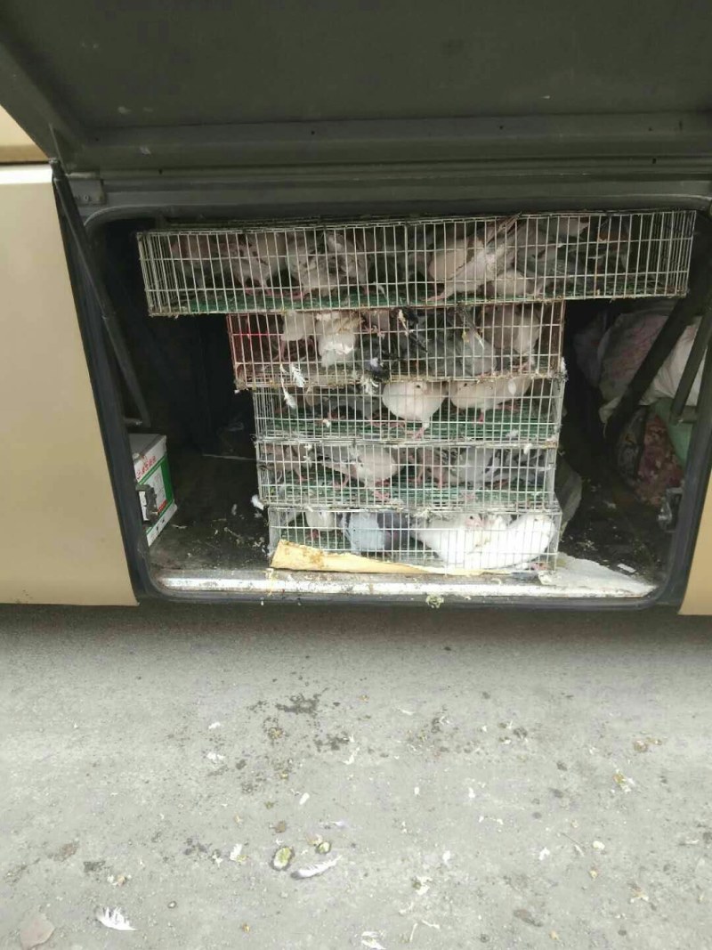 常年出售乳鸽，质量放心，量大从优，