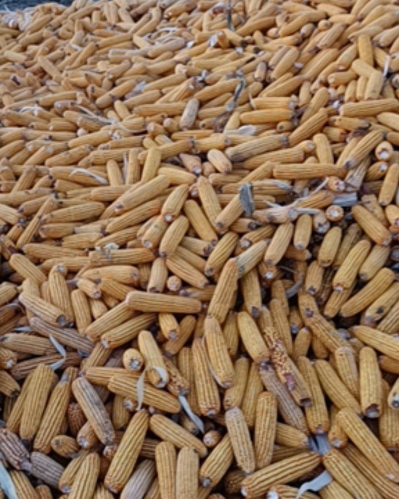 东北玉米潮粮大量上市有需要的老板联系我
