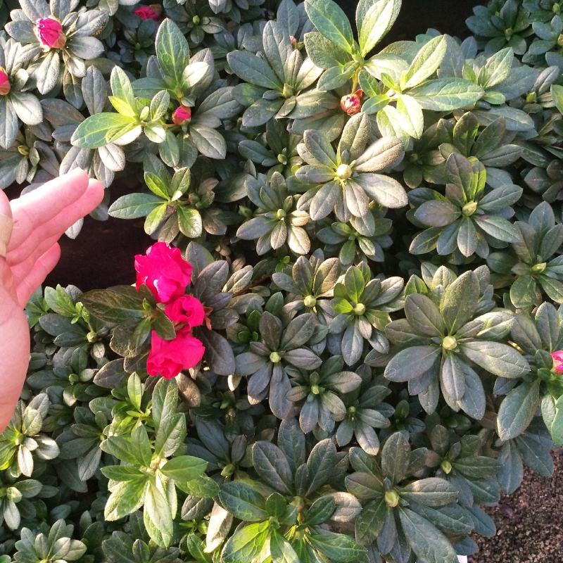 梅红杜鹃花盒栽，永福产地直销，本人经营个种花卉，品质保证