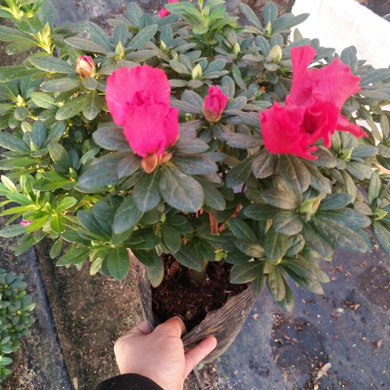 梅红杜鹃花盒栽，永福产地直销，本人经营个种花卉，品质保证